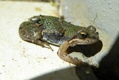 Cacosternum boettgeri