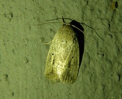 Maurilia