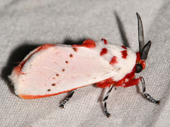 Trosia nigropunctigera