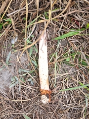 Phallus rubicundus