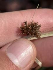 Rhynchospora capitellata