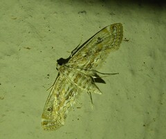 Parapoynx diminutalis