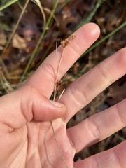 Rhynchospora capitellata