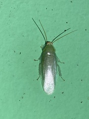 Panchlora nivea