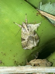 Callopistria floridensis