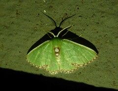 Comibaena leucospilata