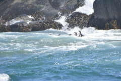 Spheniscus humboldti