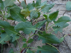 Rumex roseus