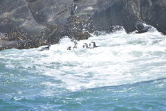 Spheniscus humboldti