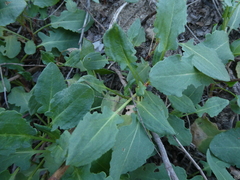 Rumex roseus