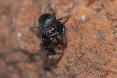 Harmochirus luculentus