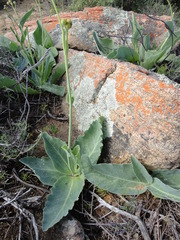 Othonna coronopifolia