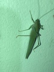 Anaulacomera