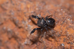 Harmochirus luculentus