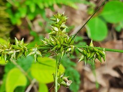 Carex leersii