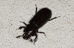 Aulacocyclus edentulus