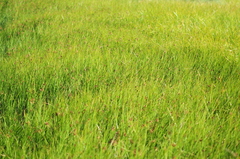 Schoenoplectus americanus