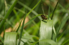 Callimormus interpunctata