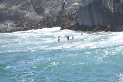 Spheniscus humboldti