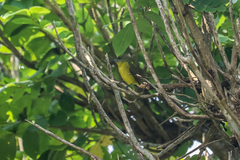 Euphonia