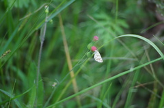 Burnsius orcynoides