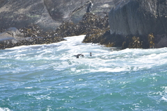 Spheniscus humboldti