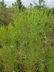 Eupatorium compositifolium