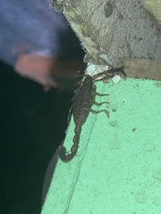 Centruroides limbatus