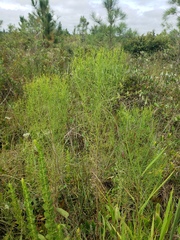 Eupatorium compositifolium