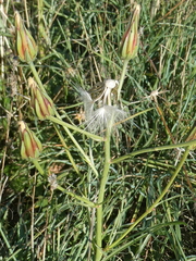 Scorzonera laciniata