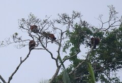Alouatta sara