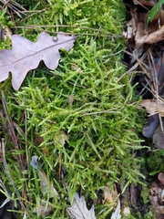 Brachythecium rutabulum