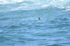 Spheniscus humboldti