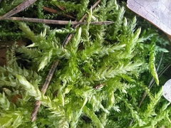 Brachythecium rutabulum