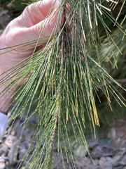 Casuarina cunninghamiana