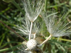 Scorzonera laciniata