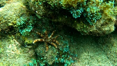 Coscinasterias tenuispina