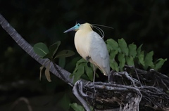Pilherodius pileatus