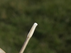 Scorzonera laciniata