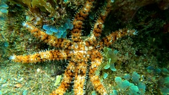 Coscinasterias tenuispina