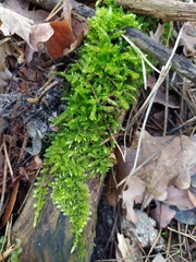 Brachythecium rutabulum