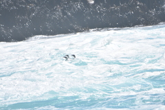 Spheniscus humboldti