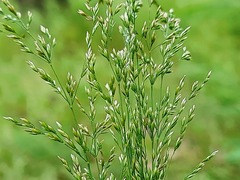 Poa trivialis