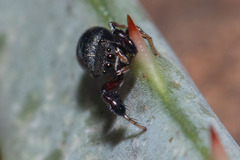 Harmochirus luculentus