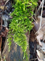 Brachythecium rutabulum