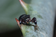 Harmochirus luculentus