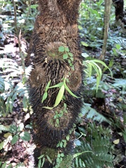 Astrocaryum mexicanum