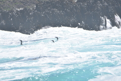 Spheniscus humboldti