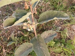 Image of Asclepias oenotheroides