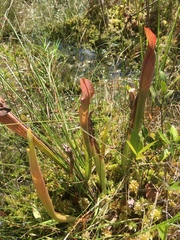 Sarracenia rubra